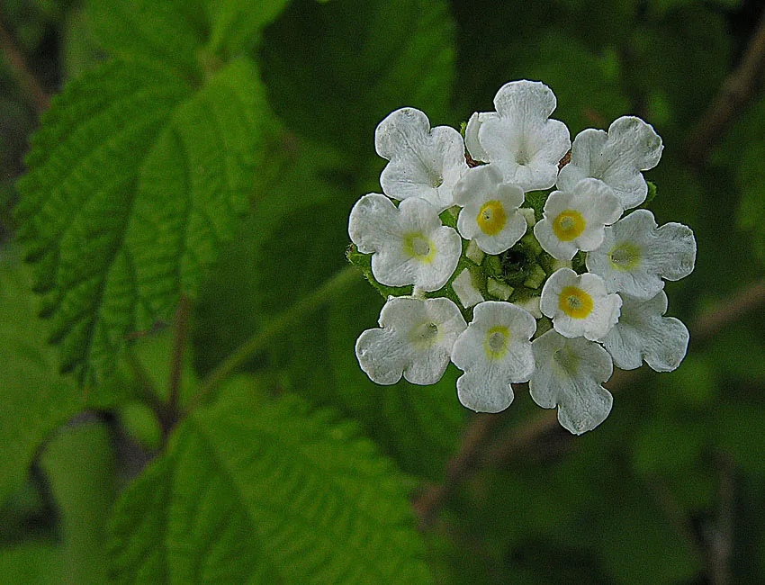 Photo: Dick Culbert, via Wikimedia Commons · CC BY 2.0 · via Wikimedia Commons Mexican oregano (Lippia graveolens), photograph