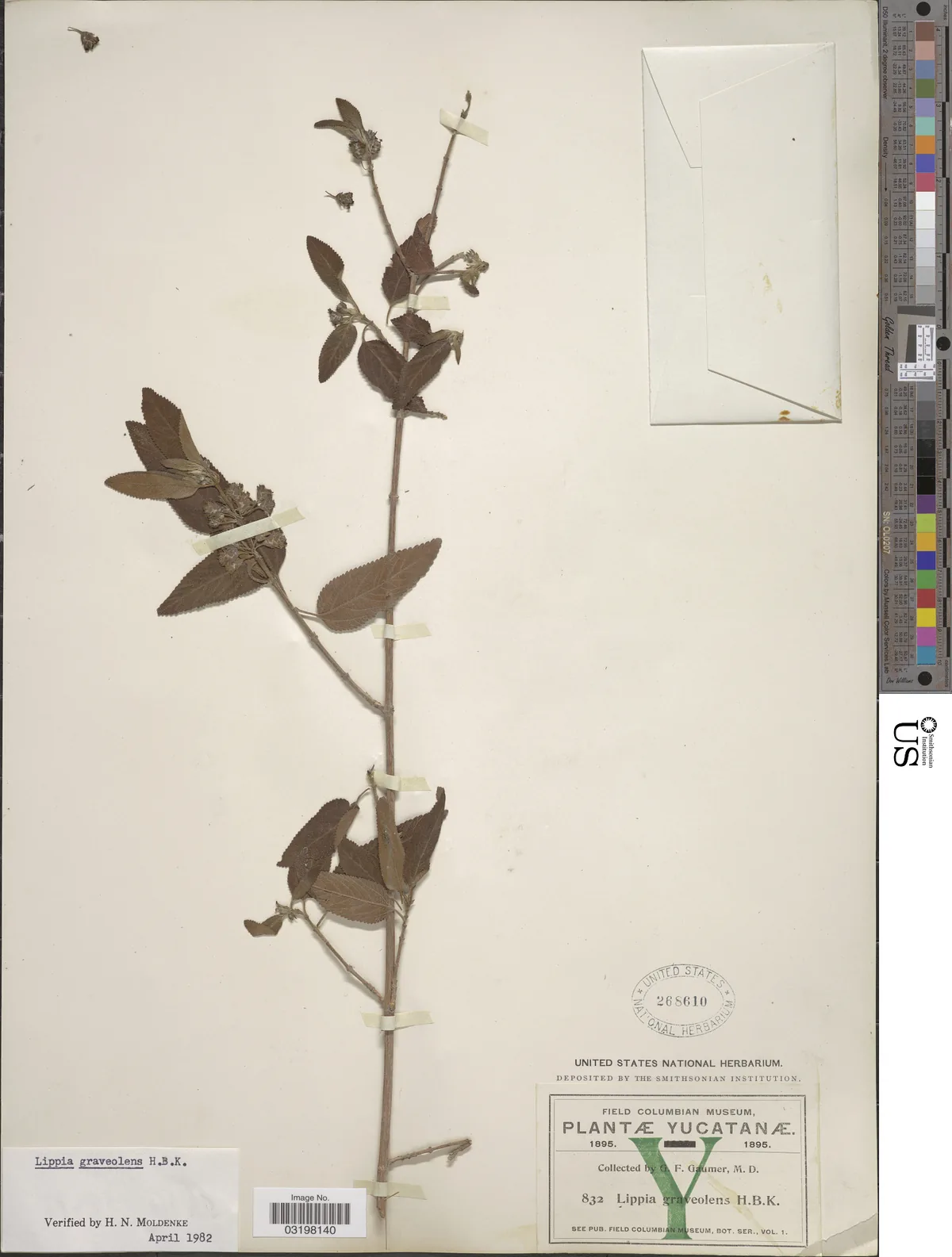 Photo: NMNH - Botany Dept. (CC0) · CC0 · via Smithsonian Mexican Oregano (Lippia graveolens), photograph