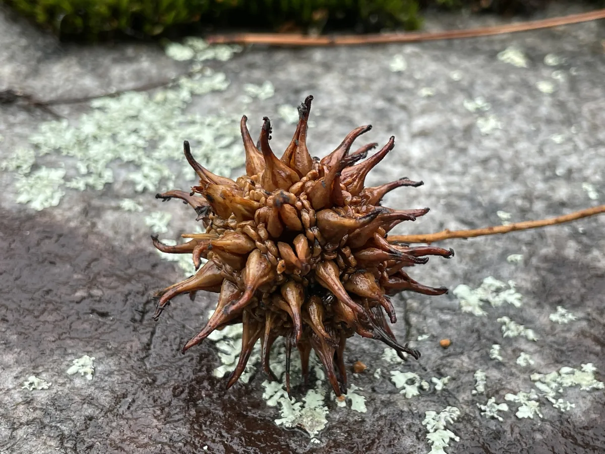 Sweetgum (Liquidambar styraciflua), photograph