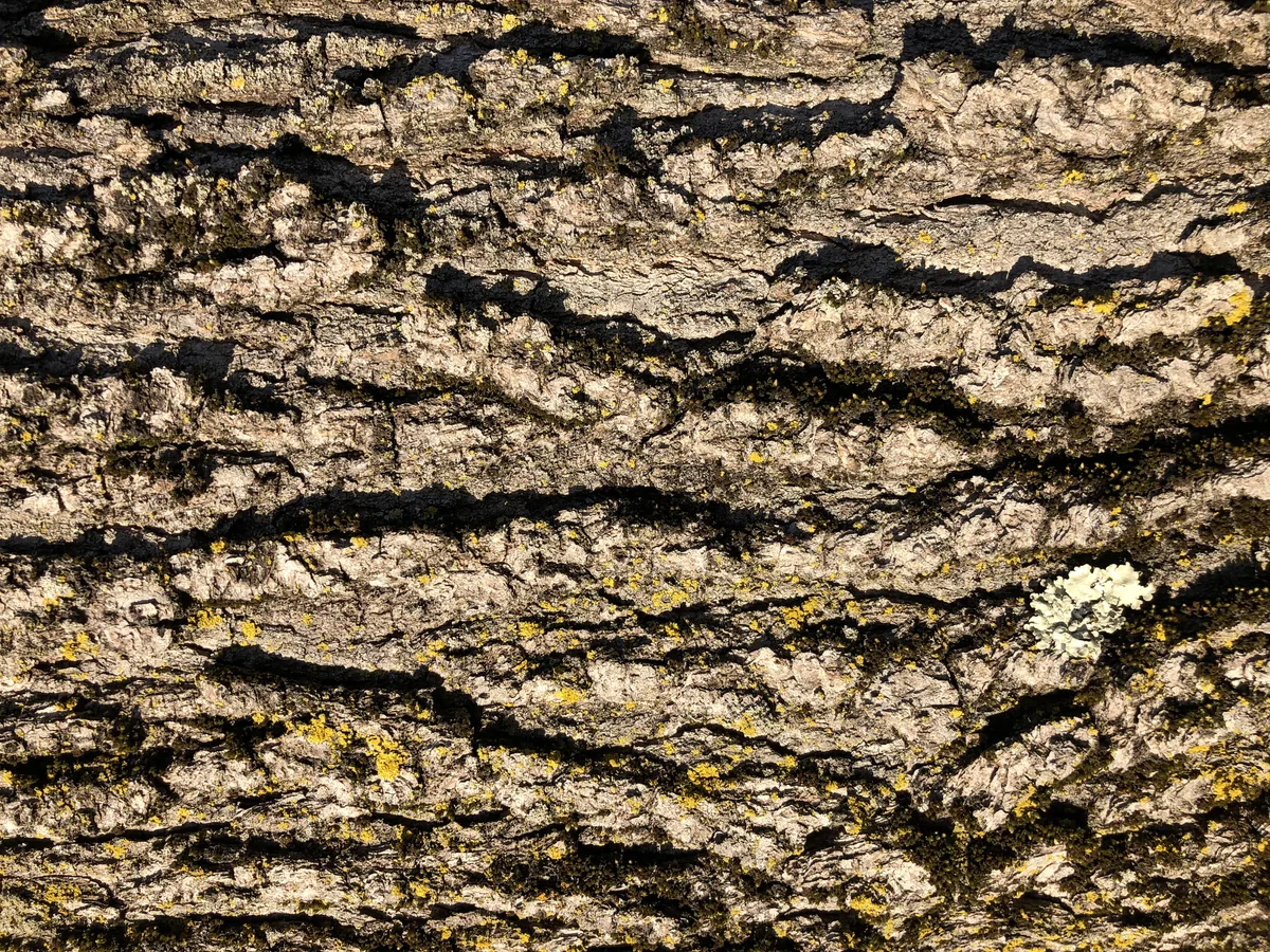 Sweetgum (Liquidambar styraciflua), photograph