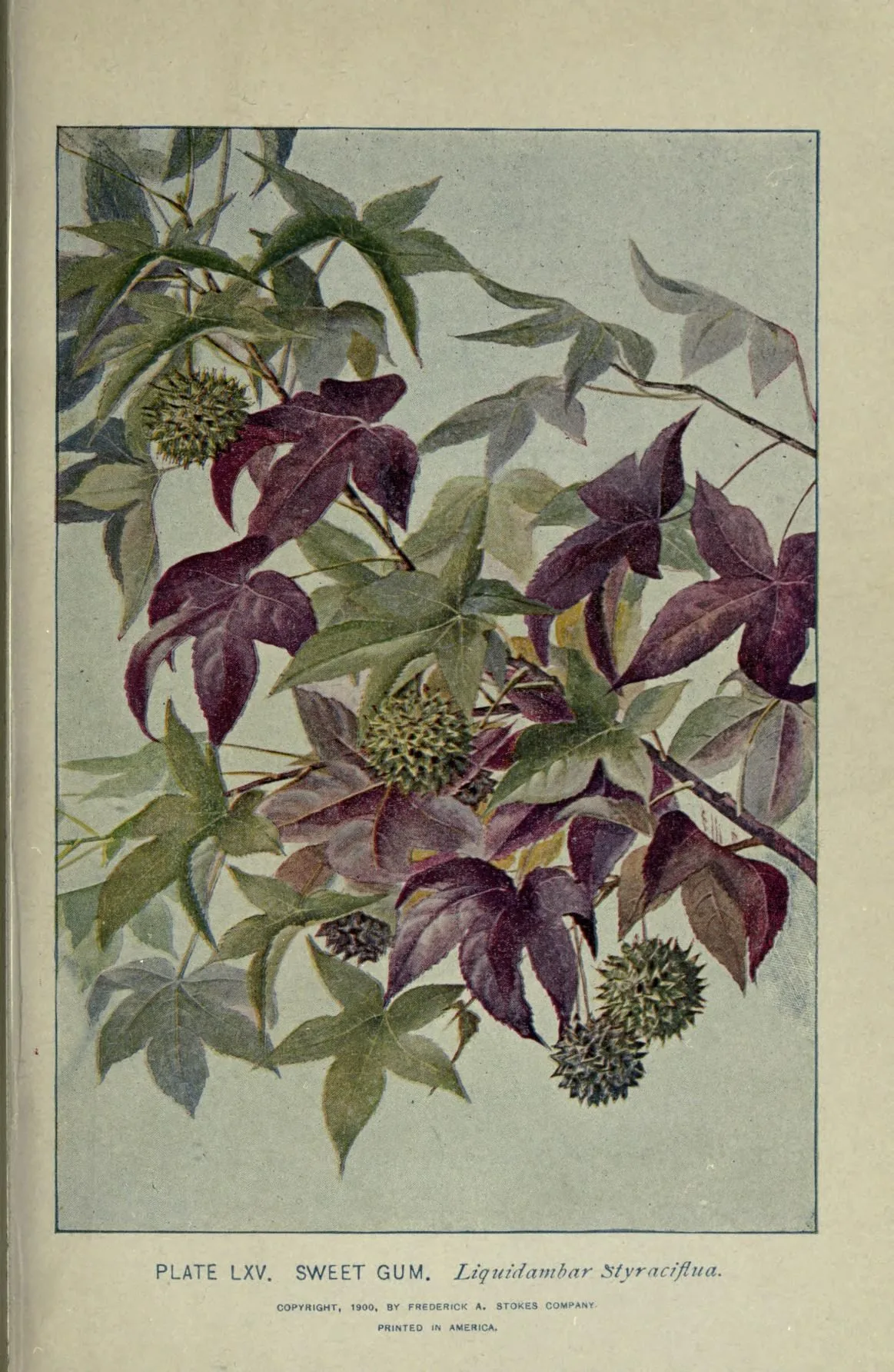 Illustration: Lounsberry, Alice. · Public domain · via Wikimedia Commons sweetgum (Liquidambar styraciflua), botanical illustration