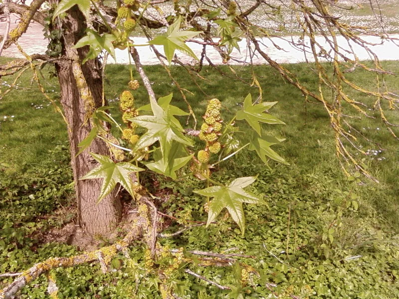 Sweetgum (Liquidambar styraciflua), photograph