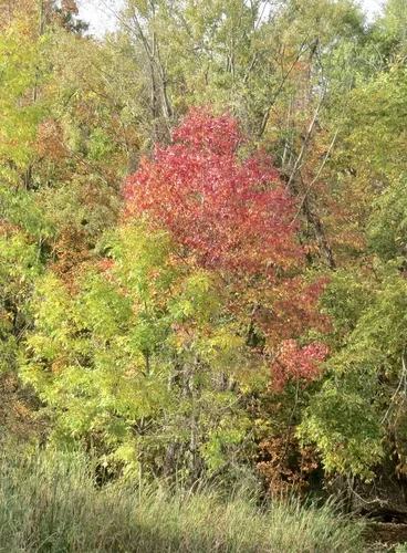 Sweetgum (Liquidambar styraciflua), photograph