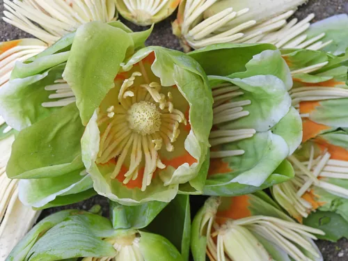 Tulip Tree (Liriodendron tulipifera), photograph