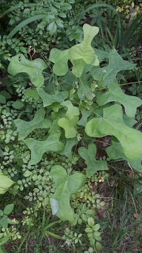 Tulip Tree (Liriodendron tulipifera), photograph