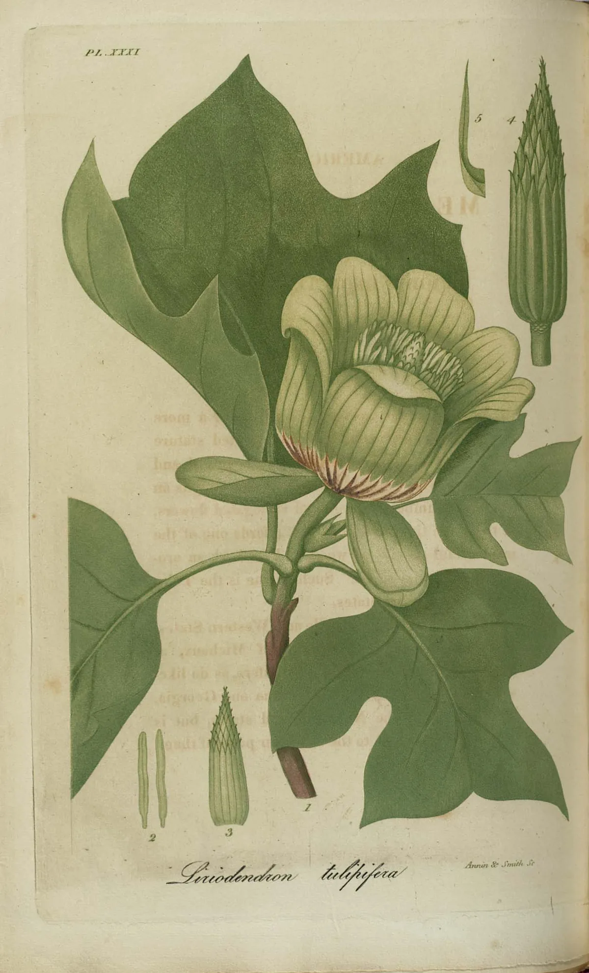 Tulip tree, botanical illustration
