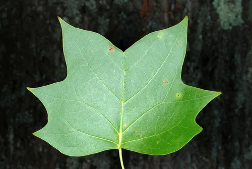 Tulip Tree (Liriodendron tulipifera), photograph