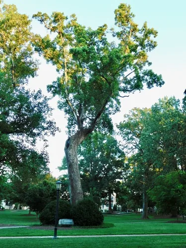 Photo: (c) Michael J. Papay, some rights reserved (CC BY) · cc-by · via iNaturalist Tulip Tree (Liriodendron tulipifera), photograph