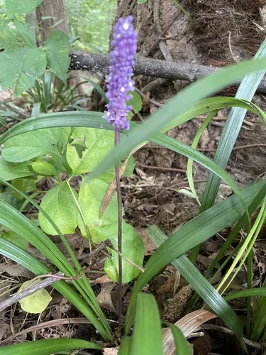 Photo: (c) Liz Crafford, some rights reserved (CC BY) · cc-by · via iNaturalist Liriope (Liriope muscari), photograph