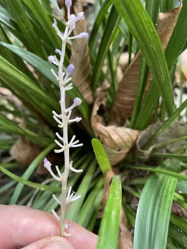 Liriope (Liriope muscari), photograph