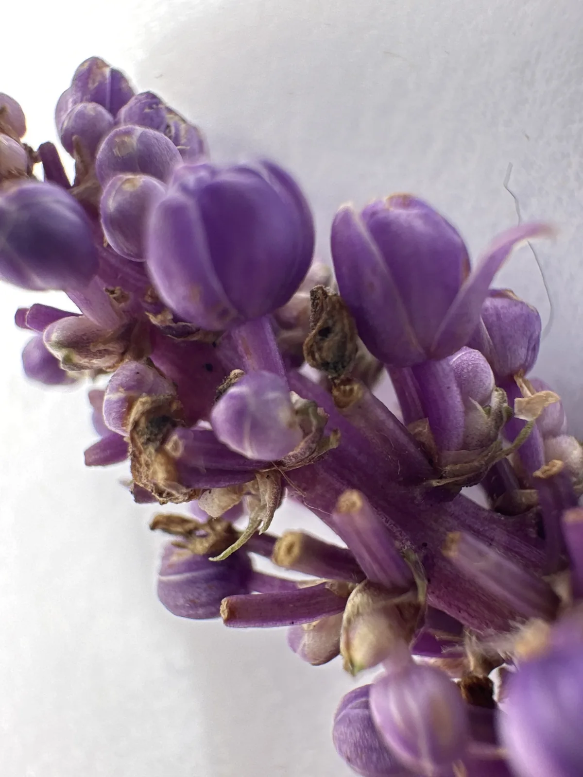 Liriope (Liriope muscari), photograph