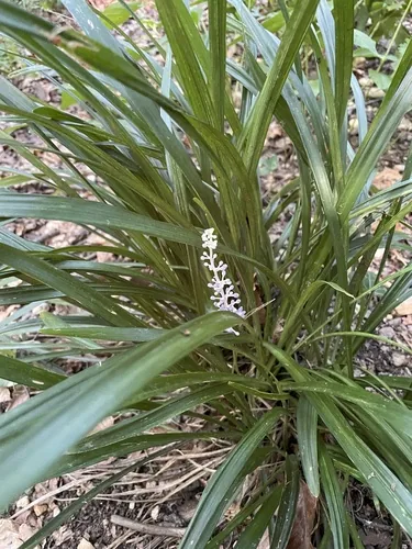 Liriope (Liriope muscari), photograph