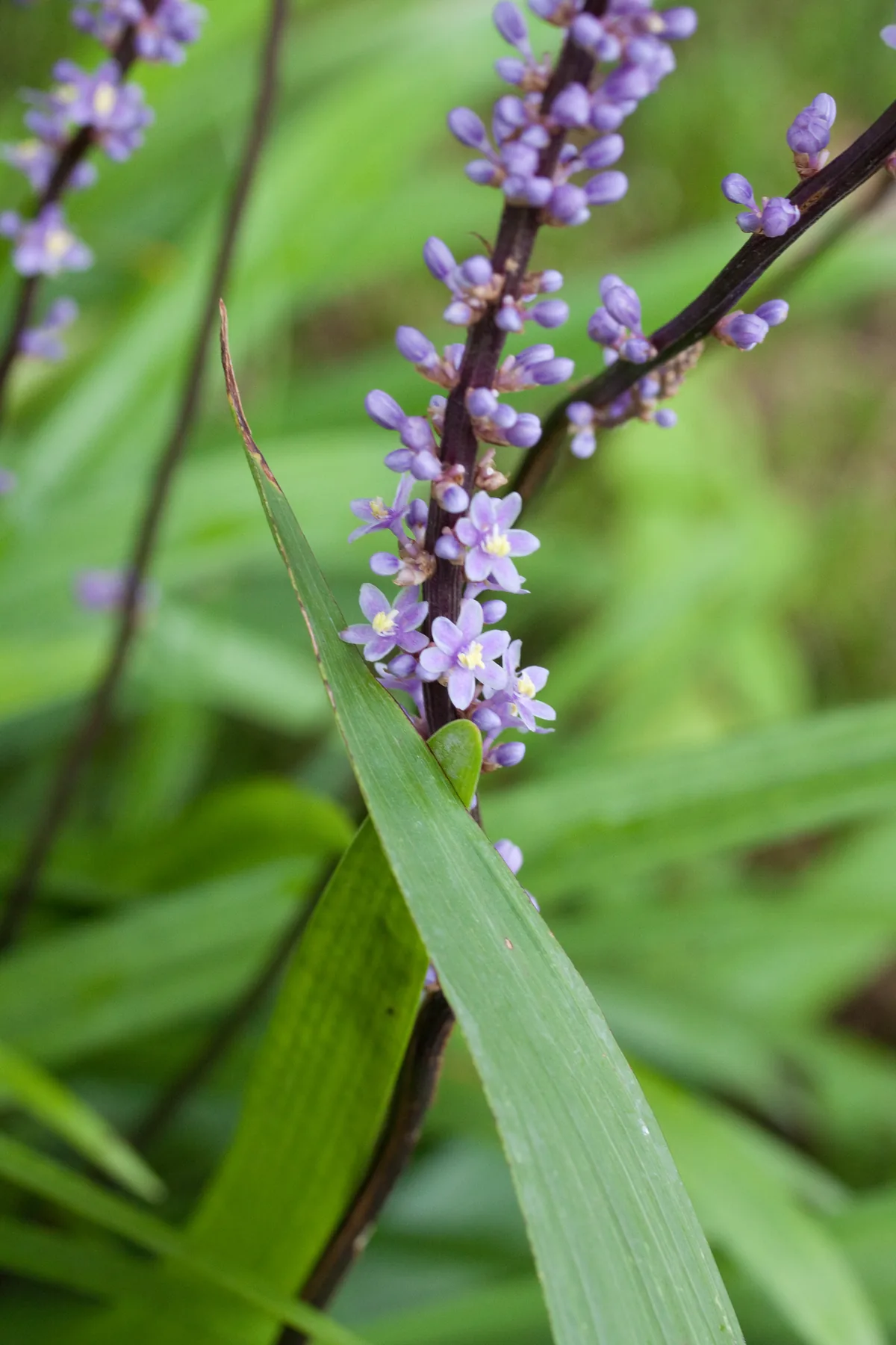 Photo: Denis.prévôt · CC BY-SA 3.0 · via Wikimedia Commons liriope (Liriope muscari), photograph