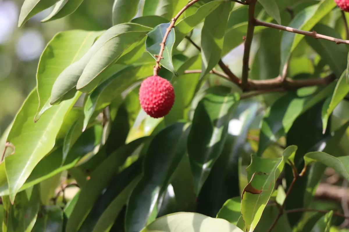 Photo: amantedarmanin, via iNaturalist · CC BY · via GBIF lychee (Litchi chinensis), photograph