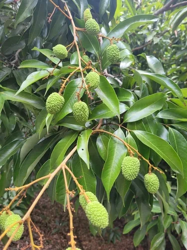 lychee (Litchi chinensis), photograph