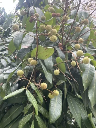 lychee (Litchi chinensis), photograph