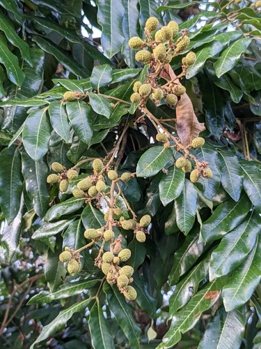 lychee (Litchi chinensis), photograph
