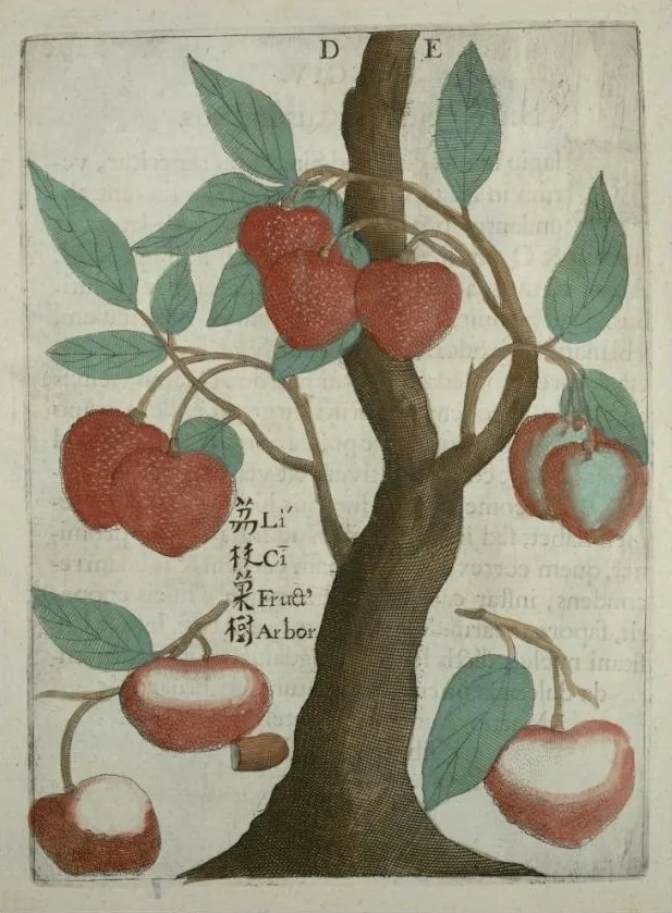 lychee (Litchi chinensis), botanical illustration
