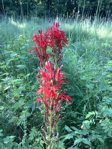 Photo: no rights reserved · CC0 · via iNaturalist cardinal flower (Lobelia cardinalis), photograph