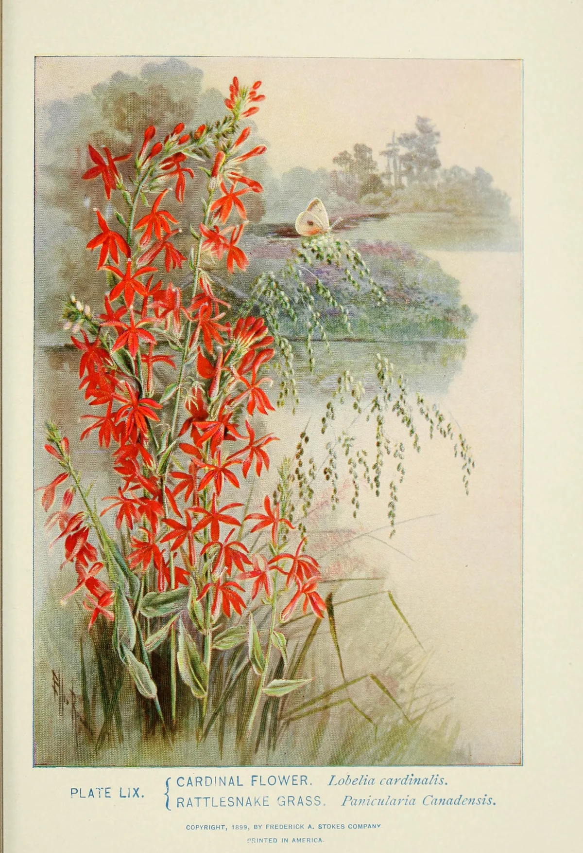 Cardinal Flower (Lobelia cardinalis), botanical illustration