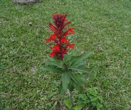 Cardinal Flower (Lobelia cardinalis), photograph