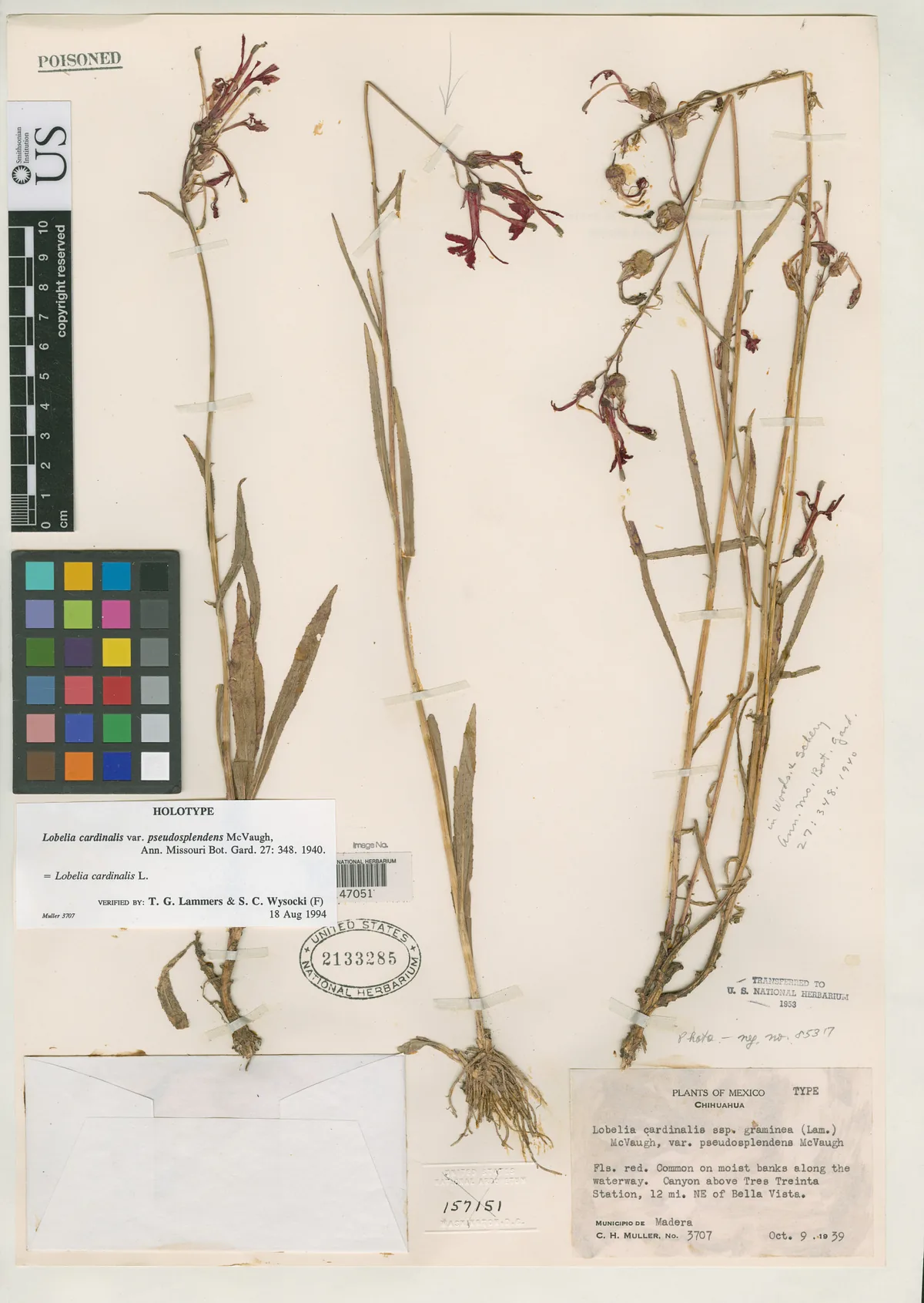 Cardinal Flower (Lobelia cardinalis), photograph