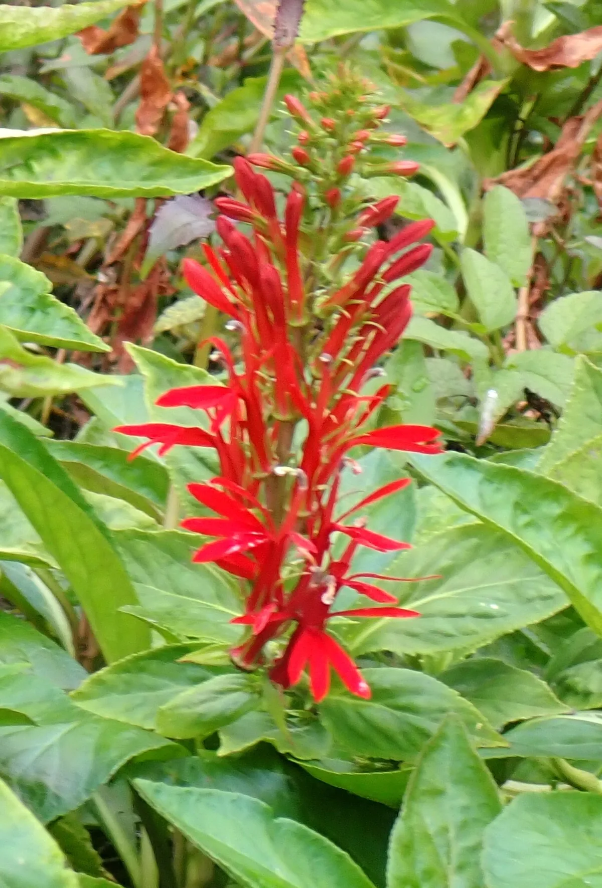 Cardinal Flower (Lobelia cardinalis), photograph