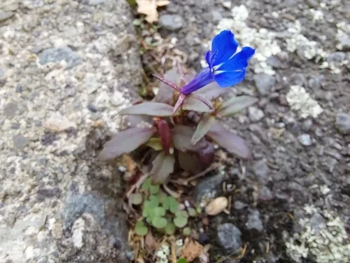 lobelia (Lobelia erinus), photograph
