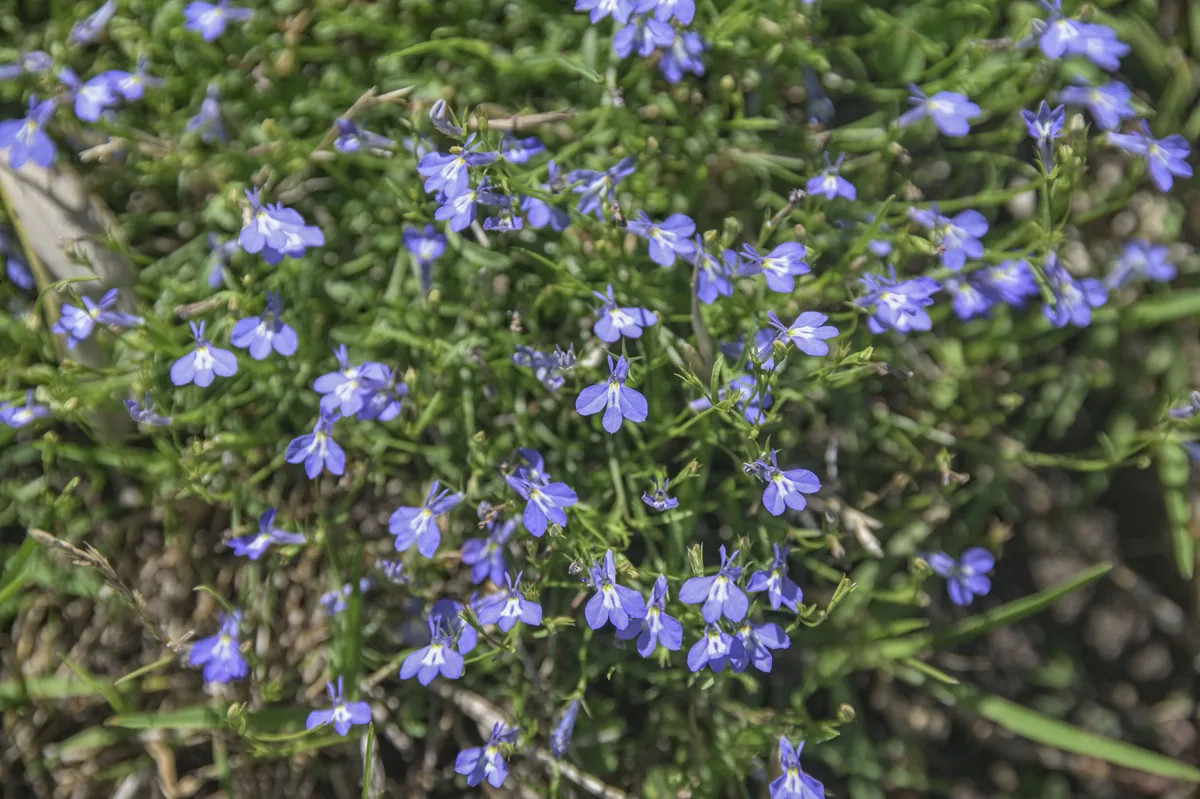 Photo: Алексей Логинов, via iNaturalist · CC BY · via GBIF lobelia (Lobelia erinus), photograph