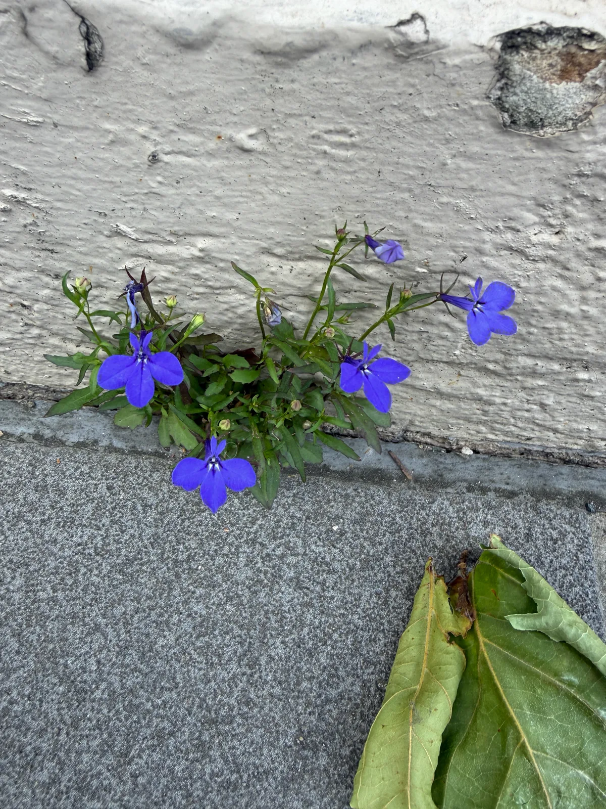 lobelia (Lobelia erinus), photograph