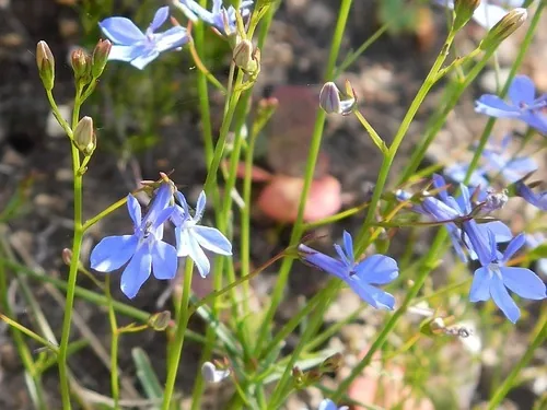 lobelia (Lobelia erinus), photograph