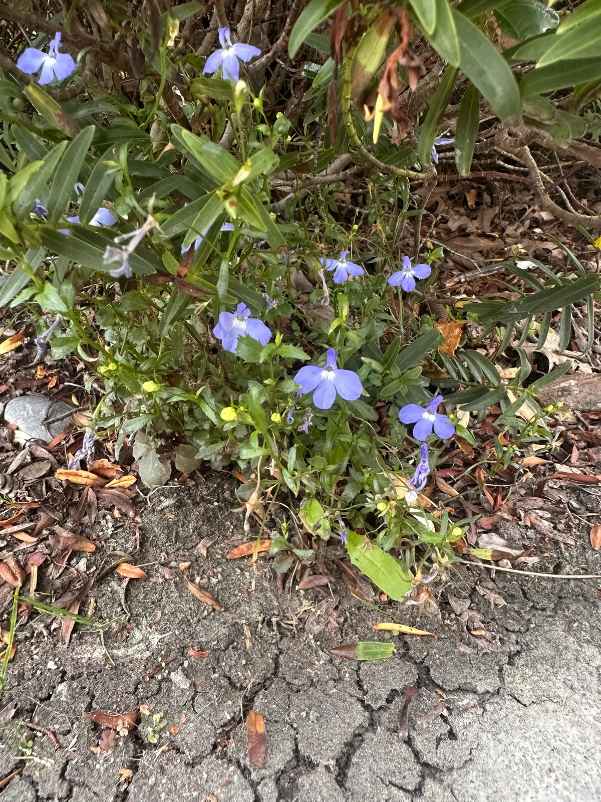 lobelia (Lobelia erinus), photograph