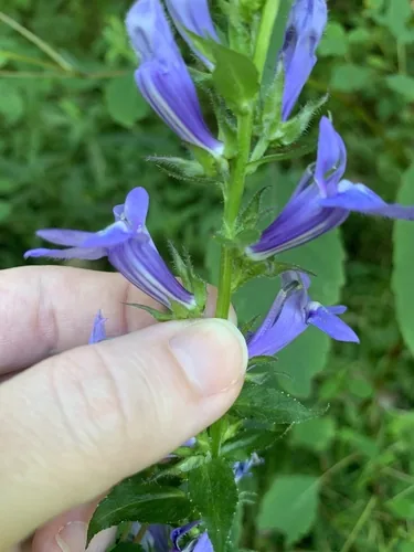 Blue Lobelia (Lobelia siphilitica), photograph
