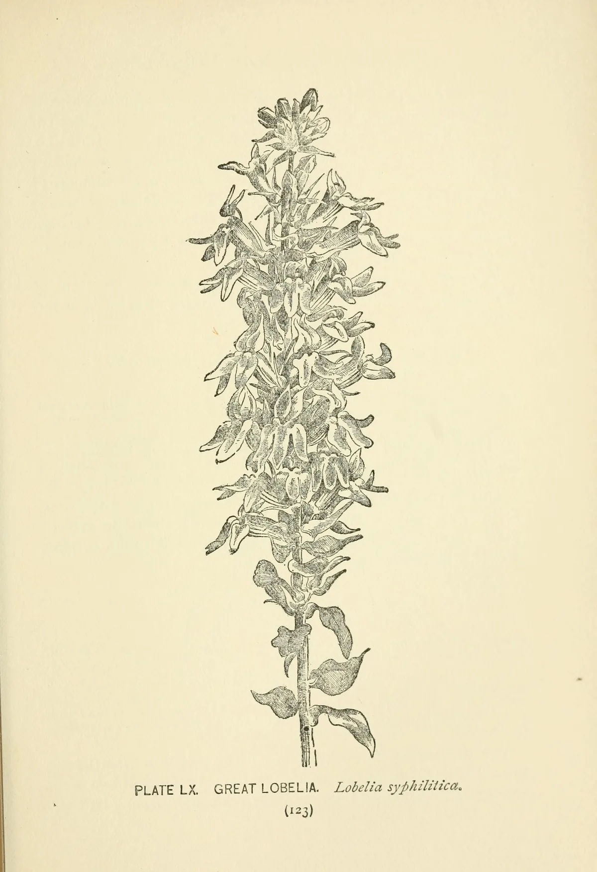 Blue Lobelia (Lobelia siphilitica), botanical illustration