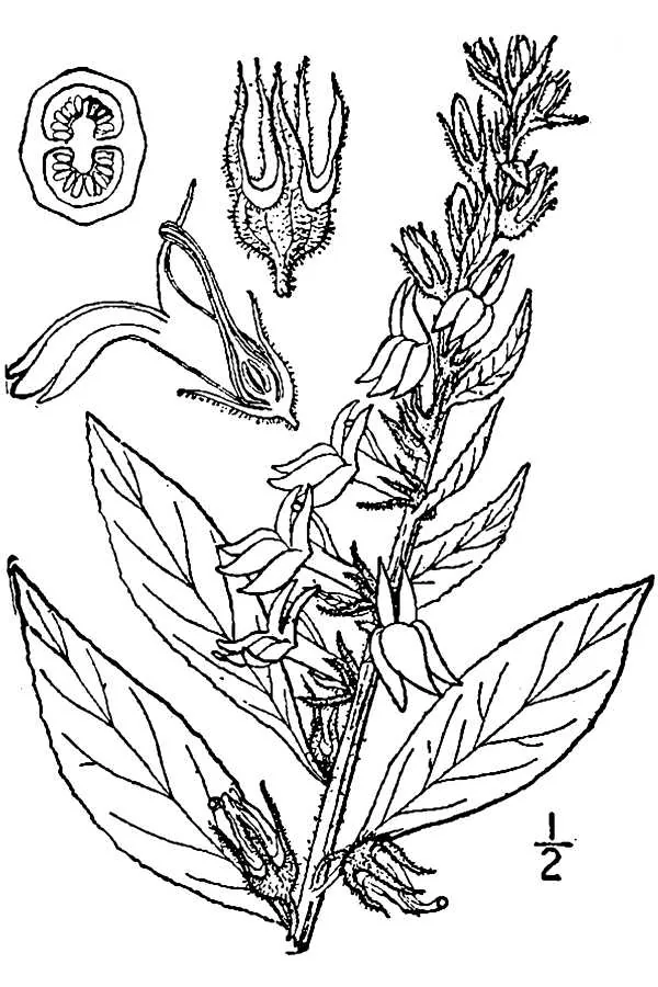 Blue Lobelia (Lobelia siphilitica), botanical illustration