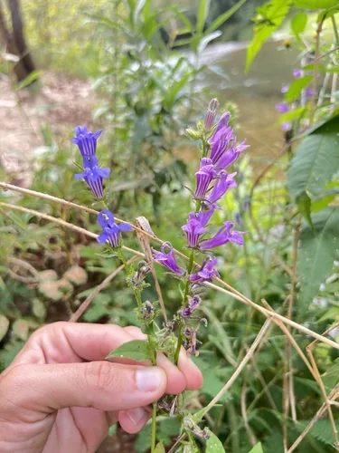 Photo: (c) Nathan Aaron, some rights reserved (CC BY) · cc-by · via iNaturalist Blue Lobelia (Lobelia siphilitica), photograph