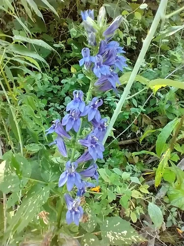 Photo: (c) Tom Norton, some rights reserved · CC BY · via iNaturalist blue lobelia (Lobelia siphilitica), photograph