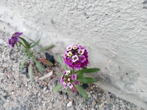 Photo: (c) Eleftherios Katsillis, some rights reserved · CC BY · via iNaturalist sweet alyssum (Lobularia maritima), photograph
