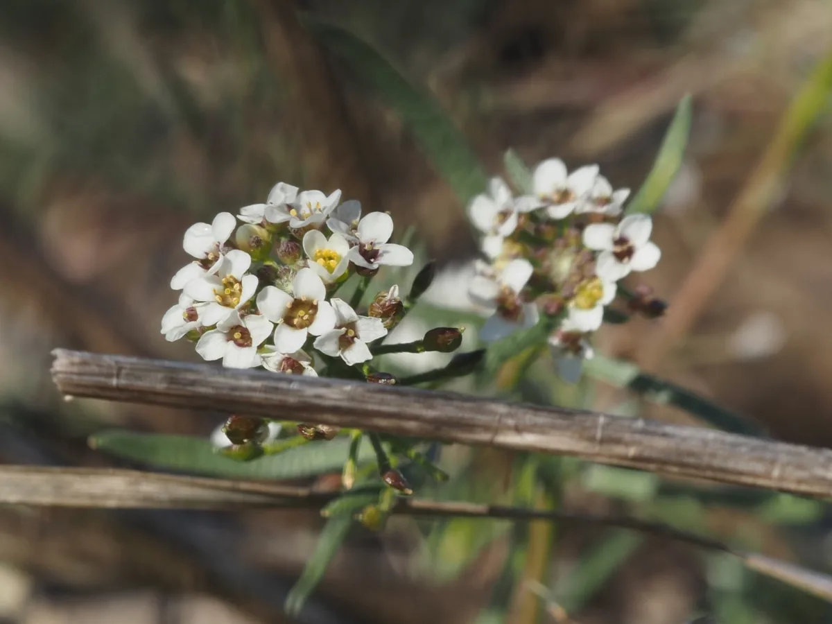 sweet alyssum (Lobularia maritima), photograph