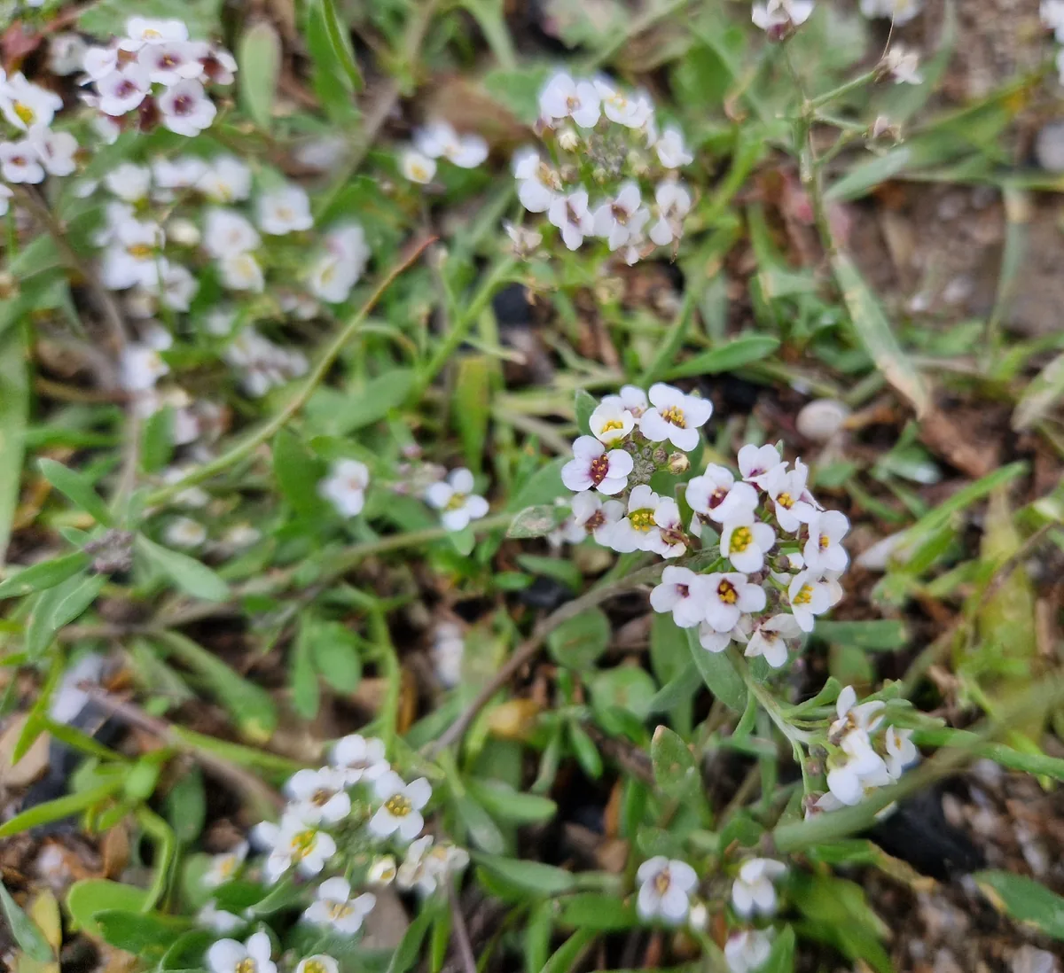 sweet alyssum (Lobularia maritima), photograph
