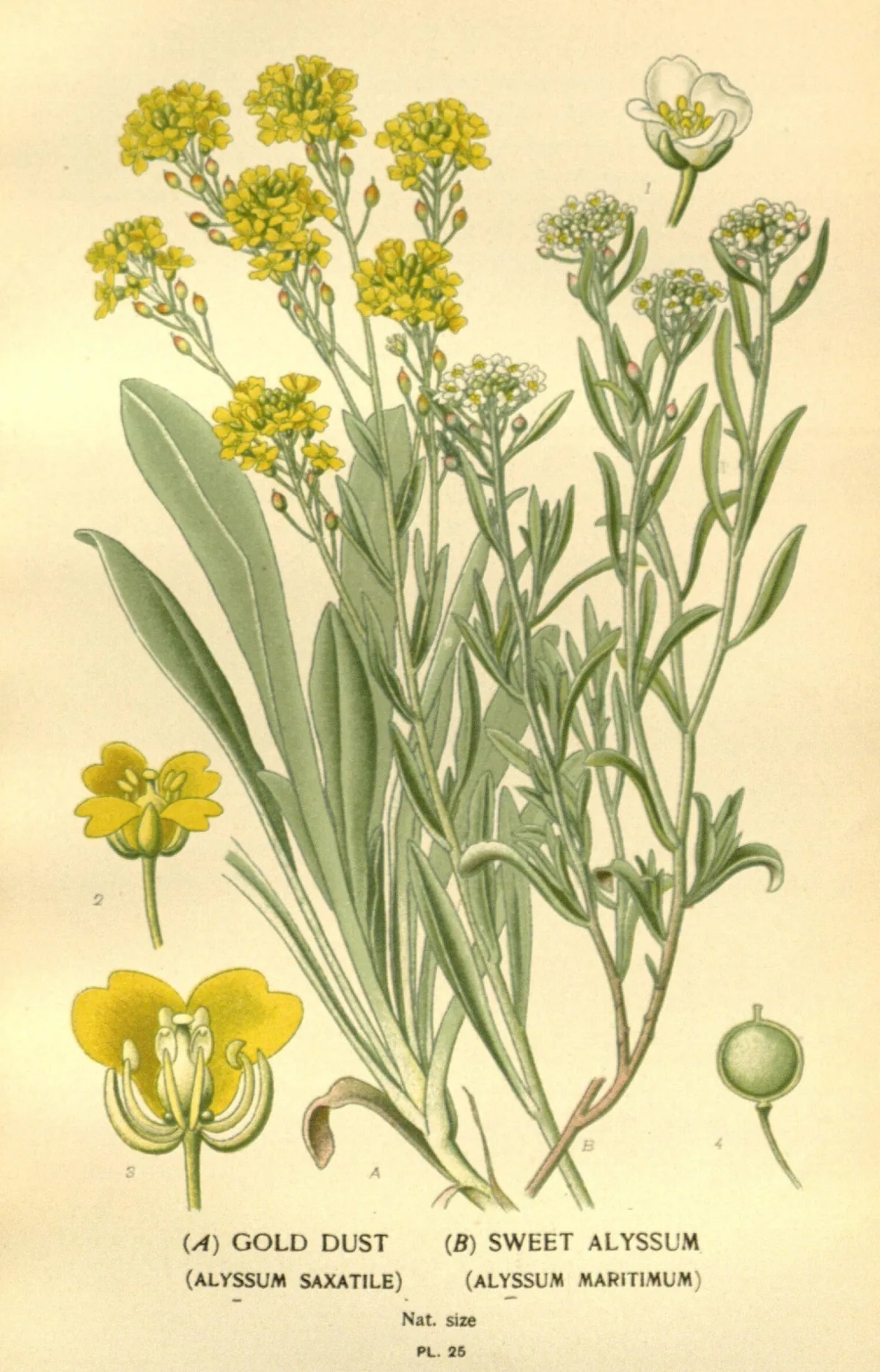 sweet alyssum (Lobularia maritima), botanical illustration