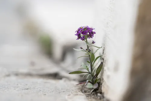 sweet alyssum (Lobularia maritima), photograph