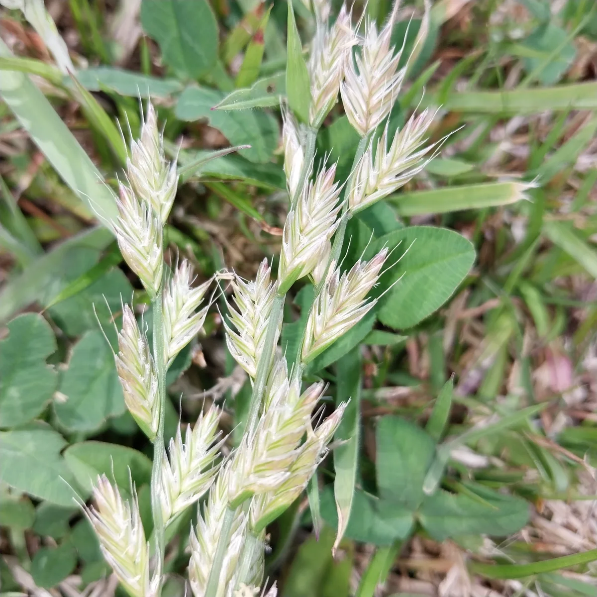 Photo: kiwialli, via iNaturalist · CC BY · via GBIF annual ryegrass (Lolium multiflorum), photograph