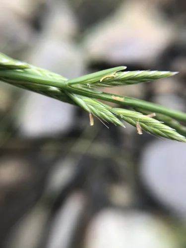 Annual Ryegrass (Lolium multiflorum), photograph