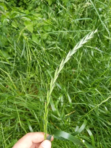 Annual Ryegrass (Lolium multiflorum), photograph