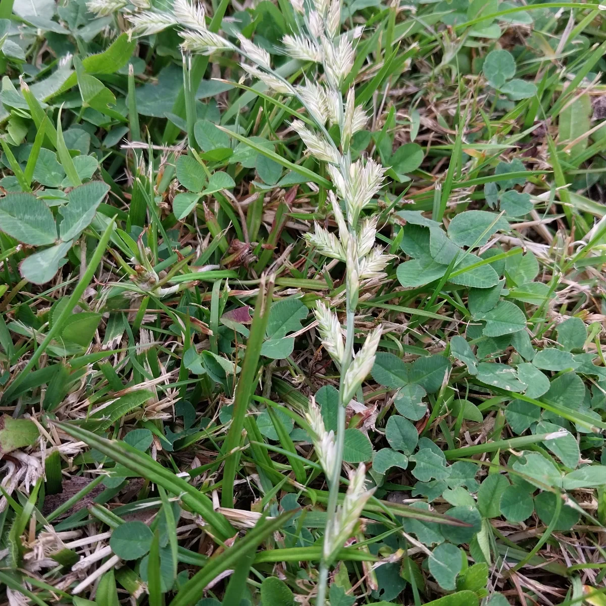 Annual Ryegrass (Lolium multiflorum), photograph
