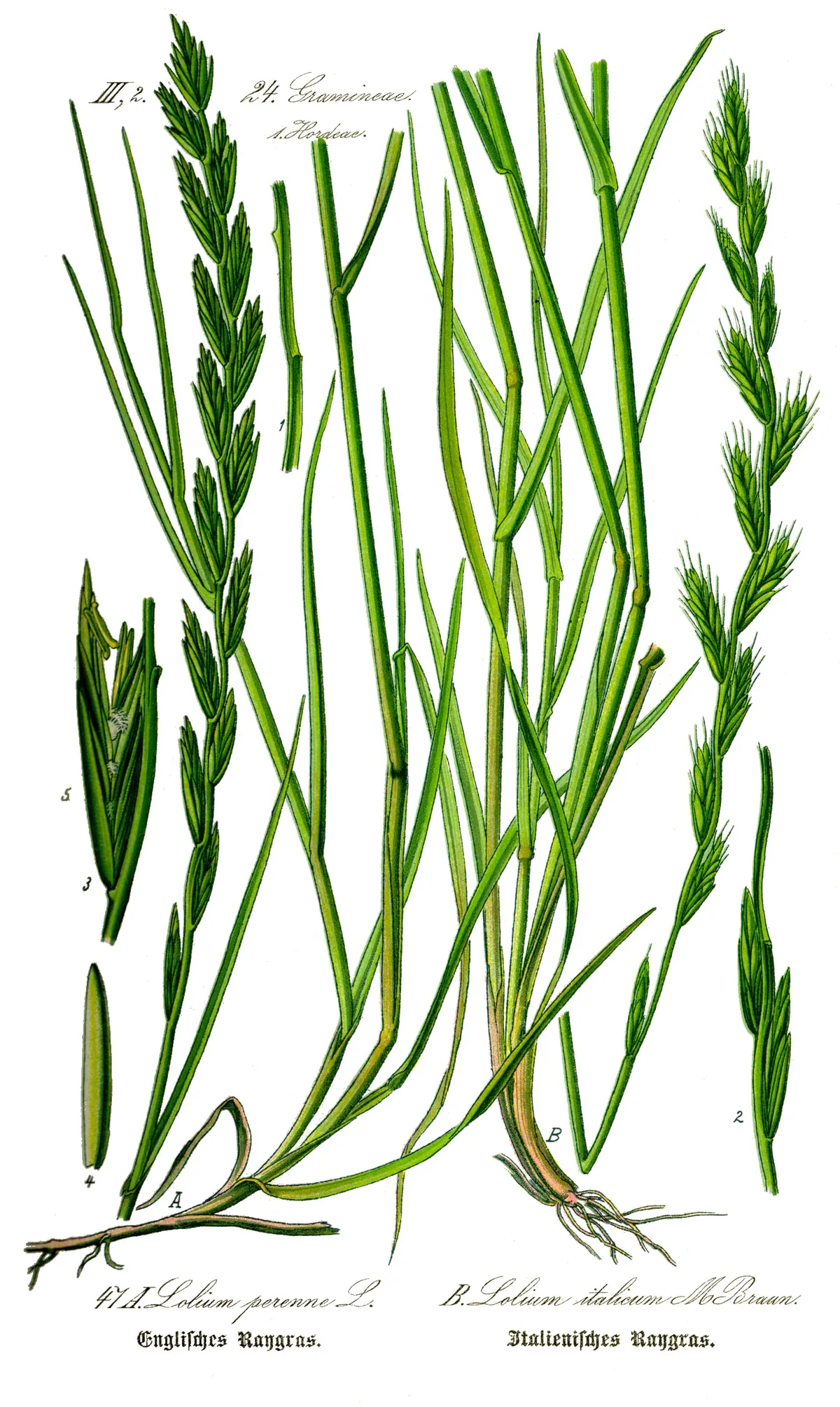 Annual Ryegrass (Lolium multiflorum), botanical illustration