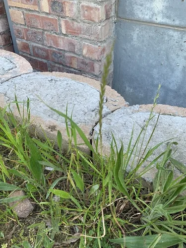 Annual Ryegrass (Lolium multiflorum), photograph