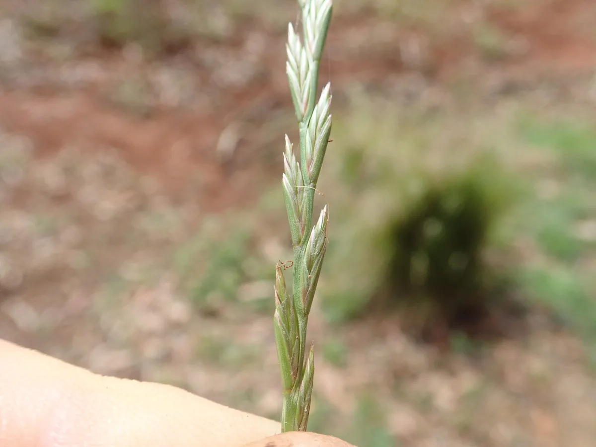 Perennial Ryegrass (Lolium perenne), photograph