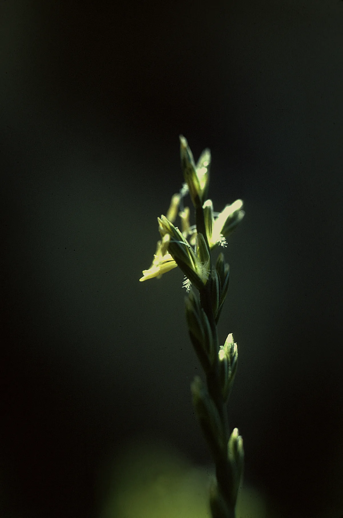 Perennial Ryegrass (Lolium perenne), photograph
